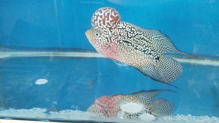 flowerhorn kamfa