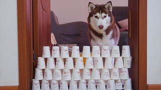 Kiểm tra khả năng nhảy của Husky và cái kết cười chết điếng 