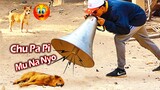 Big Horn vs Prank Sleep Dog Super Funny -  Chu Pa Pi Mu Na Nyo Prank Dog Challenge Try Not to Laugh