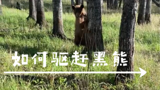 男子遭遇黑熊并使用防熊喷雾将其劝退