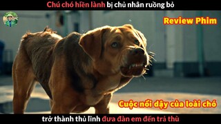 Khi chú chó Hiền Lành bị chủ nhân Ruồng Bỏ - Review phim Cuộc Nổi Dậy Của Loài Chó