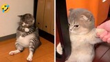 Cute and Funny Cat Videos  🤣