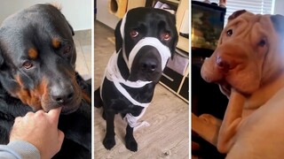 Your Daily Dose of Funny DOGS Compilation! 🐶 (2023)