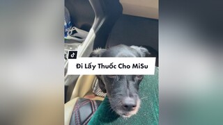 Trả lời  MONG MISU SANH THẬT GIỎI chó_cưng misu ngocanhstore 66đồngtháp