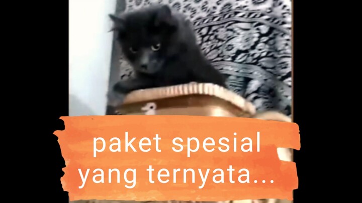 kucing lucu-paket.