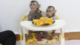 Obedient Baby Monkey | Lovable Tiny Maki With Baby Maku Very Enjoy Eating A lot of Fruits on Chair