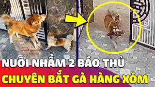 Cô gái nuôi Chó mà tưởng nuôi nhầm '2 BÁO THỦ' vì sơ hở là chúng đi 'BẮT GÀ' hàng xóm 😅 Gâu Đần