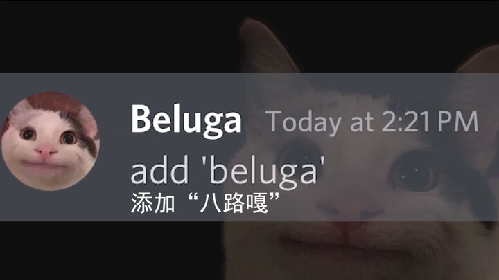 [Beluga和他的小伙伴]'Beluga'的含义首次揭开！