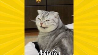 สัตว์เลี้ยงเพื่อนขนปุย : น่ารักเกิ้น