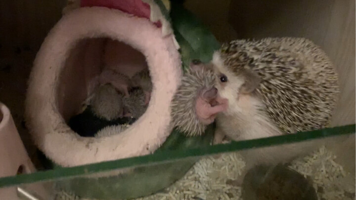 [Animals] Hedgehog Taking Baby Home