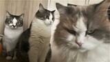 Funny animals - Funny cats / dogs - Funny animal videos 250