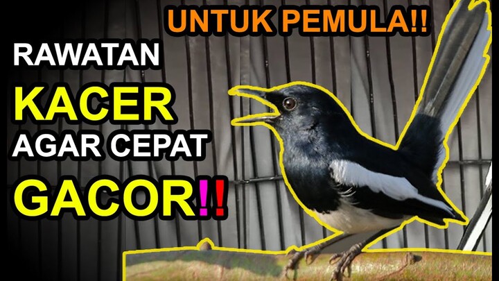 10 Cara Merawat KACER Agar Cepat GACOR Untuk PEMULA!