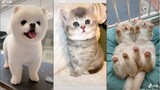 TikTok Pet Thú Cưng Chó Mèo Cute Dễ Thương Siêu Lầy Lội #2 | TikTok Việt Nam | Douyin Trung Quốc