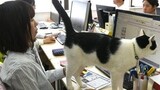 บริษัทญี่ปุ่นไอเดียเก๋! เลี้ยงแมวแก้เครียดพนักงาน