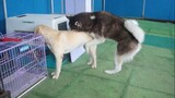 [Động vật]Khoảnh khắc ngộ nghĩnh của hai chú chó
