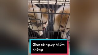 Xem hết clip này bạn sẽ hiểu lý do tại sao cần xổ giun cho thú cưng LearnOnTikTok tuitienpet thucung pet