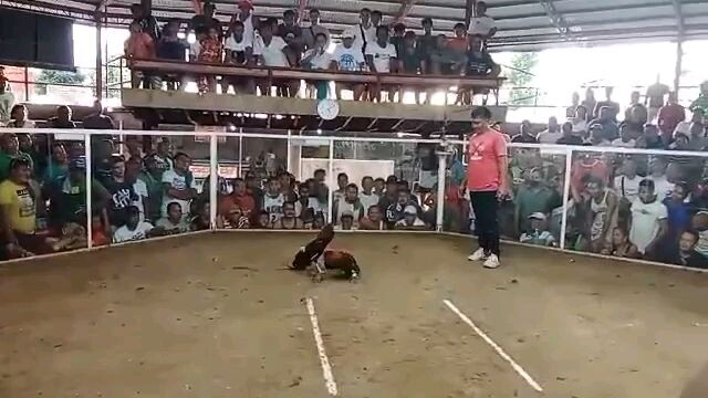3 COCK DERBY BGBAC CHAMP. 2ND FYT 2X W.CECIL CROSS BULLSTAG POTOL TARI SA KALABAN#BISDAK WARRIORS