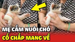 Khi mẹ CẤM NUÔI CHÓ nhưng vẫn CỐ CHẤP mang về và cái kết 😳 | Yêu Lu