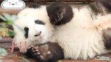 [Panda] Anak panda kaki pendek imut 