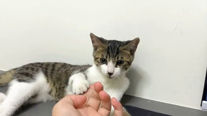 Kalau mau beternak kucing tetap harus beternak musang. Hal ini seru banget. Cuma saya tidak tahu apa