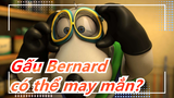 Gấu Bernard| Anh ấy có thể may mắn không?