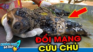 7 Lần Động Vật Xả Thân Cứu Chủ Khoảnh Khắc Lay Động Hàng Triệu Trái Tim Sắt Đá Nhất| Khám Phá Đó Đây