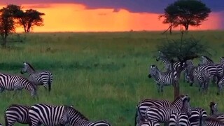 Serengeti National Park, Tanzania. #trevel #nature #trending #video #shorts