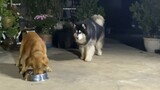 [Hewan] Golden Retriever memakan makanan Husky