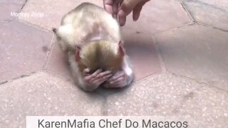 Undisciplined Monkey macaque Tree Rat. #treerat #pigtail #KarenMafia #Sauce #Babymonkey