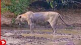 Look What Happened to This Lion after Getting Bitten by a Black Mamba
