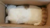 box of cats