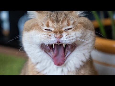 😂 Funniest Cats and Dogs Videos 😺🐶 || 🥰😹 Hilarious Animal Compilation №426