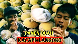 PANEN BUAH KACAPI+BUAH LANGOKO