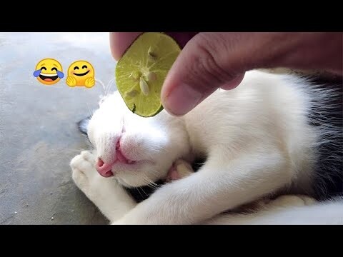 Crazy animals will make you die laughing 😂 New funny animals 2024 😅