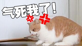 如 何 逼 疯 一 只 猫 ？