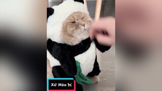 10 phần bất lực 😝 mèo meo meow meomeo cat catlover catlove catchallenge xuhuong xuhuongtiktok trending