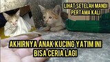 Anak Kucing Yatim Piatu Yang Kami Adopsi Dari Bengkel Tambal Ban Part 2..!