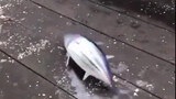 This fish is flipping to the beat of the music!