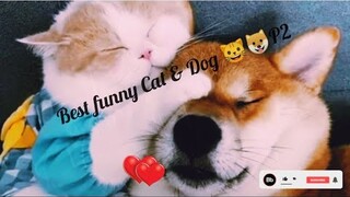 P2 Chó Mèo hài hước và dễ thương nhất 🐈🐶