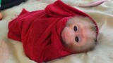 Most Adorable Baby Monkey!! Tiny Luca looks so handsome in the towel waiting for Mom to comfort