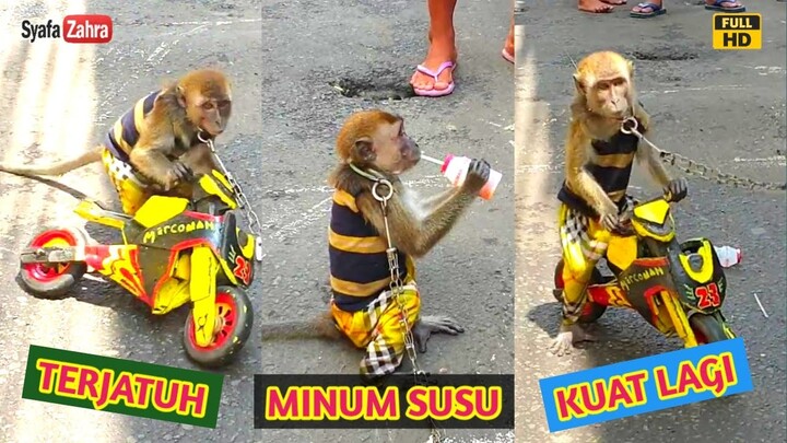 Topeng Monyet Naik Motor | Doger Monyet
