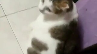 funny cat