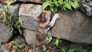 拼命爬上石墙，一只小猫掉进沟里，回到了家中