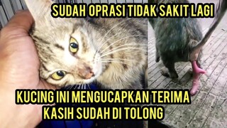 Masya Allah Kucing Yang Rahimnya Keluar Langsung Meluk Saat Di Kunjungi sudah Di Oprasi..!