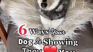 How does your dog show you they love you? LearnOnTikTok dogbehavior doglove