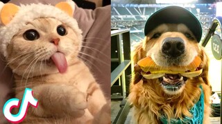 Cute TikTok Pets - TRY NOT TO AWW 🥰