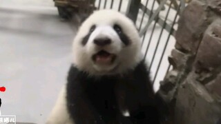 【大熊猫春生】对人毫无防备的小家伙给大家开着可爱的见面会。