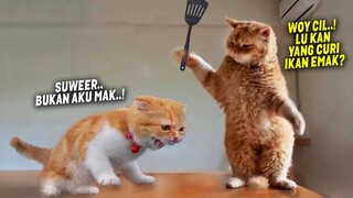 TAHAN TAWA.!😂 8 Menit Video Kucing Lucu Banget Bikin Ngakak yang Akan Merubah Mood~ Kucing Tiktok