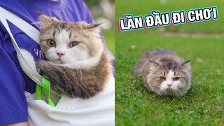 PHẢN ỨNG CỦA BÉ MÈO CHÂN NGẮN TEEMO LẦN ĐẦU ĐI CHƠI!