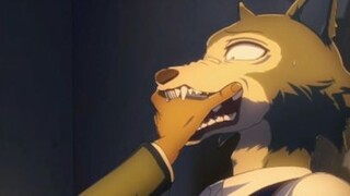 หมาป่าสีเงิน กับ  กวาง เกือบได้สู้กันแล้ว Beastars พากย์โดย NVM STUDIO